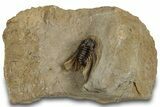 Spiny Leonaspis Trilobite - Atchana, Morocco #315945-3
